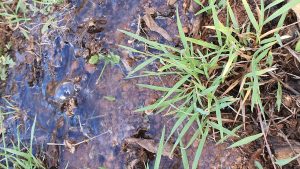 A pool of water on the grass outside because of a failed GAL pipe.